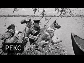 Легендарные собаки времен Великои отечественнои воины и их бессмертные подвиги