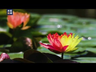 Нанкинские двухцветные водяные лилии