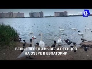 Белые лебеди вывели птенцов на озере в Евпатории