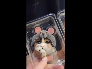 Просто мороженое из Тайланда в виде голов кошек и собак