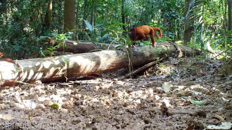 The Amazon 4 K Amazon Jungle and its Wild Animals Rainforest Sounds Scenic Relaxation