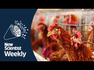 Bird flu sweeps the UK   New Scientist Weekly podcast 143