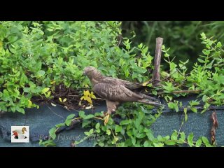 Осоед .Honey Buzzard on the ground (Pernis apivorus)