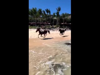 🐎Лошади отлично плавают и любят воду ну и невероятно красивые...🐴