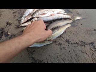 Рыбалка на хариуса и крупного ельца на Ангаре летом