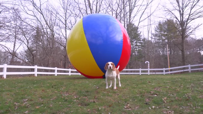 Puppy vs Gigantic Beach Ball Prank Funny Puppy Dog Indie Gets HUGE