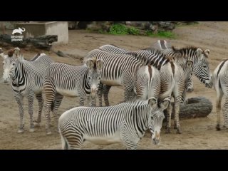 Helping Preserve the Grevys Zebra Population   The Zoo San Diego