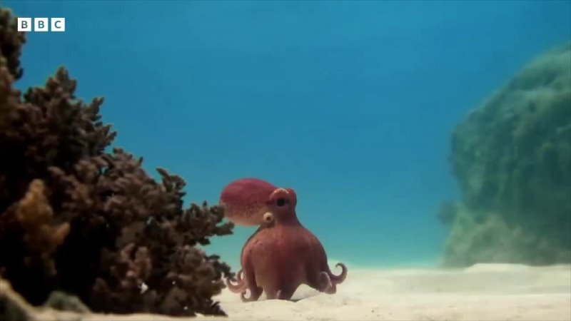 Video by Spy in the Ocean