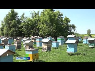 В Смоленском районе началась качка мёда.