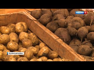 В Пензенской области урожайность овощей превысила прошлогодние показатели