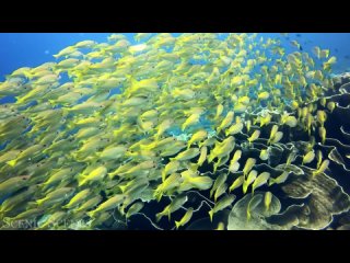 Underwater World 4K - Incredible Colorful Ocean Life   Marine Life   Scenic Relaxation Film