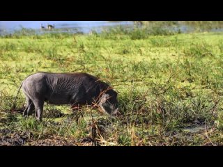 African Safari 4K - Amazing Wildlife of African Savanna   Scenic Relaxation Film