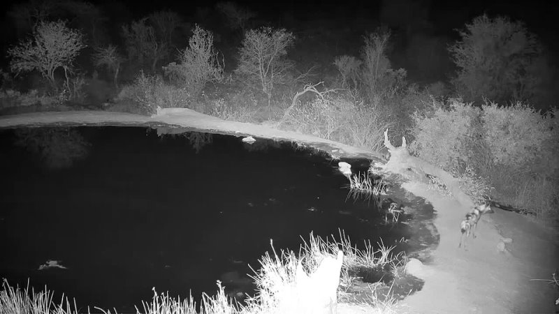 African Wild Dog trailed by Spotted Hyena. No live sound for this cam. 20 авг