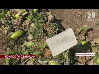 🧅🥒 Учёные Крыма создают новые сорта овощей. Уже появился лук «Ялтинский+» и семена огурца F1 «Хоббит»