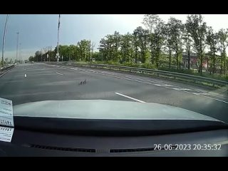 Водитель пропустил утиное семейство на Пулковском шоссе