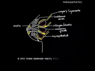 Мифы о размере груди: капуста, кремы, отжимания и прочие городские легенды   Если коротко: навсегда