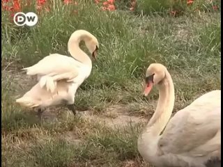 В Словакии лебеди-наркоманы наносят ущерб местным фермерам