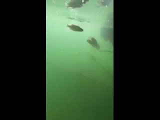 Мгновенная атака речной хищницы: щука играючи заглатывает рыбешку