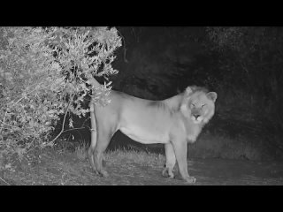 Another younger male Lion sniffing the scent of the older male from some hours ago. 21 авг 2023