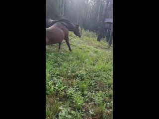 Видео от Частная конюшня в Билимбае