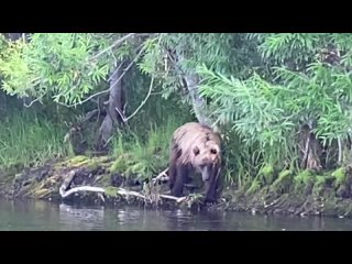Медведь ловит лосося -  Камчатка, сплав по р. Быстрая