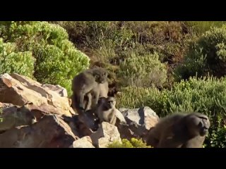 Real Life Baboon Gang Steal Cars, Handbags and Antagonize Humans   Baboon Bandits   Real Wild