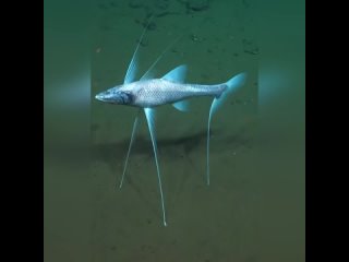 Рыбa-тpeнoгa (Bathypterois grallator)