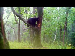Русский медведь никогда не сдаётся: хищника, который разорил пчелиный улей, сняла фотоловушка в Приморье