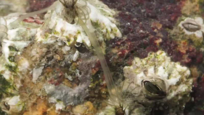 Barnacles Go To Unbelievable Lengths To Hook Up Deep
