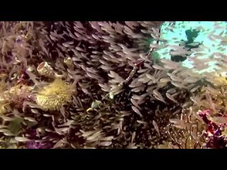 The Secret Underwater Paradise   Magical Reef The Islands of the Four Kings   Documentary Central