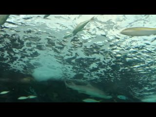 Ripley’s Aquarium in Toronto