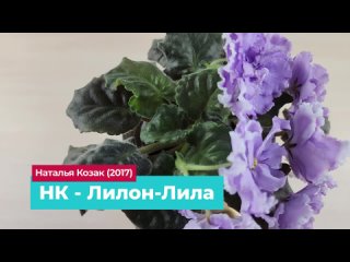 Сортовая фиалка НК-Лилон-Лила