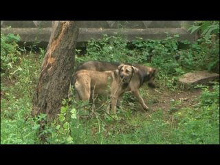Стаи бродячих собак держат в страхе целый микрорайон Курска