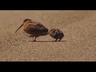 Американский вальдшнеп — птица, которая добывает пищу, танцуя