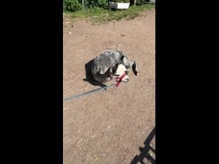 Грациозная альпака Шарлотка отдыхает в Ленинградском зоопарке