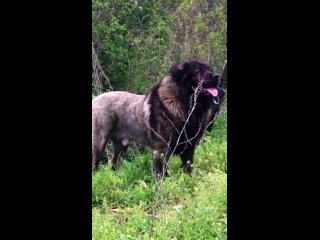 Caucasian shepherd dog looks like Lion #shorts #shortvideo #