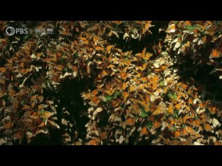 Watch a Breathtaking Monarch Butterfly Swarm