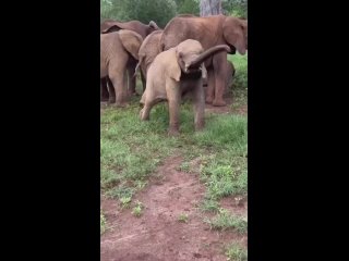 Детеныши слонов не умеют контролировать свой хобот