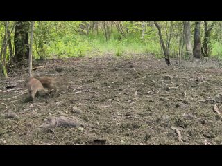 Заботливая самка кабана спасла детёныша, сделав ему массаж сердца