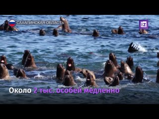 Добровольцы спасли 151 тюленя на Сахалине