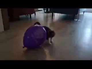 We have had a lot of kittens, but this is the first one that is not scared of balloons.