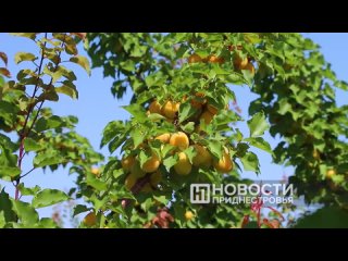 Урожай абрикосов собирают в Григориопольском районе