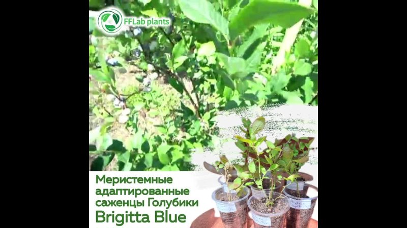 Голубика Brigitta Blue