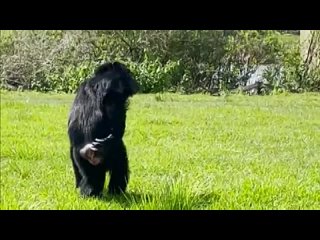 28-year-old chimpanzee who spent her entire life in a cage at a research lab reacting to sky open sk