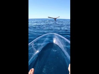 Ютубер Броди Мосс записал горбатого кита, стоящего вверх ногами в воде.mp4