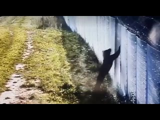Медведь попытался перелезть через забор на границе Литвы и Беларуси, сбегая от жизни в Евросоюзе

Литовские пограничники сообщаю