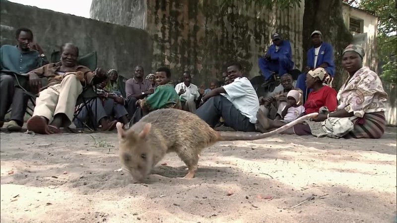 How A Giant Rat Called Miss Marple Sniffs Out Landmines 4 K Real