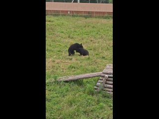 Приют гималайских медведейtan video