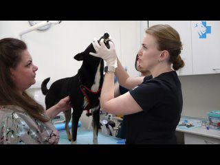 Санация ротовой полости в ветеринарном центе “Прайд“