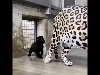 Малыш хочет играть 🐆